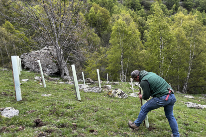 Un jove protegint els arbres fruiters que s'han plantat a la zona de Quanca, al Pallars Sobirà, per afavorir la conservació de l'os bru