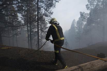  Un bombero de Güímar en el bosque de Las Raíces.