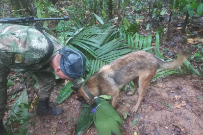 Un perro del Ejército participa en la búsqueda de los menores. 