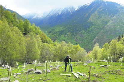 Imagen de los trabajos para plantar los frutales en el término municipal de Lladorre. 