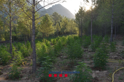 Parte del cultivo localizado el martes en Coll de Nargó, con cerca de 4.400 plantas. 