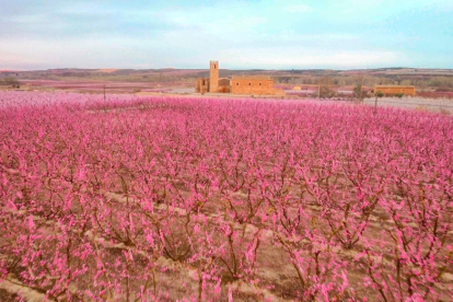 Imatge d’arxiu d’arbres fruiters florits a Seròs amb el monestir d’Aviganya al fons.