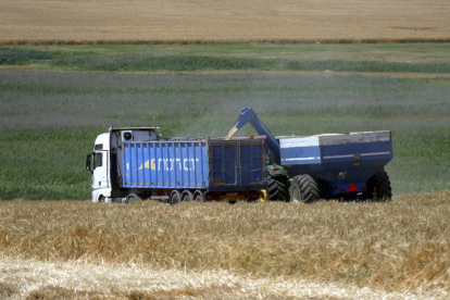 Cultivo de grano para la exportación en la región ucraniana de Odesa.