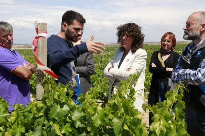La consellera de Acción Climática, Alimentación y Agenda Rural, Teresa Jordà, durante una visita a una finca de viña de Verdú.