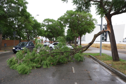 Un árbol roto por el viento en Lleida en una imagen de archivo.