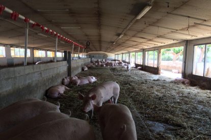 Imagen de la granja de cerdas reproductoras en sistema de producción ecológica.