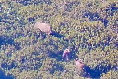 Un fotograma del vídeo de l’ossa acompanyada de les seues cries.