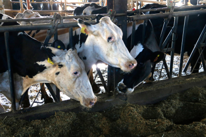 A l’Alt Urgell i la Cerdanya hi ha 79 explotacions i la producció és de 69.000 litres de llet anuals.