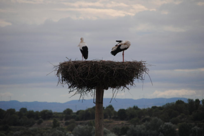 Cigonyes a l’estany.