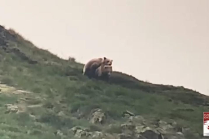 Logran filmar el apareamiento de dos osos en Aran.