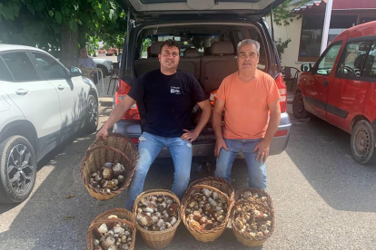 Joan Mora i Manel Muñoz de Cervera van recollir 25 quilos de ceps entre el Sobirà i l’Alt Urgell.