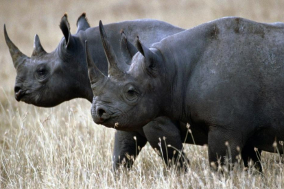 El rinoceront negre d'Àfrica, oficialment extingit