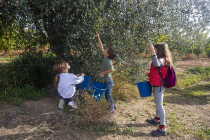 Els més petits van participar en l’activitat i van recollir olives de l’arbre.