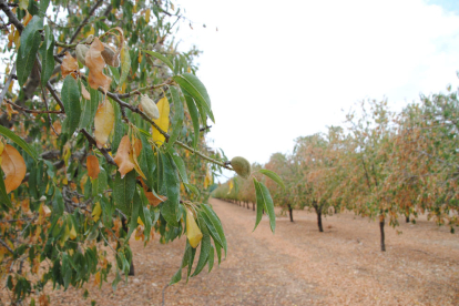 Ametllers en una finca de Bell-lloc que rega del Principal, on només s’ha donat un torn de reg.