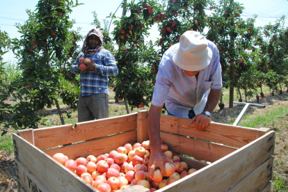 La recolección de la manzana Gala comenzó el año pasado a principios del mes de agosto.