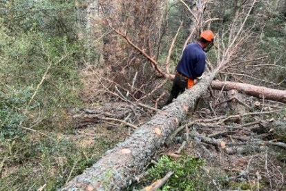 Un operari retira un arbre mort d'un bosc del municipi de Soriguera.