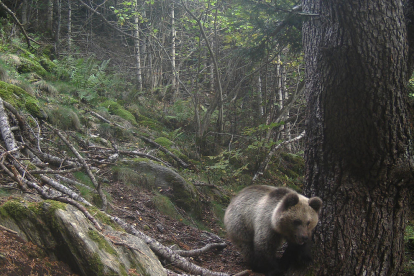 Una fotografía de un oso en el Pirineo el pasado mes de septiembre.