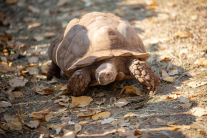 Les tortugues poden arribar a viure centenars d'anys.