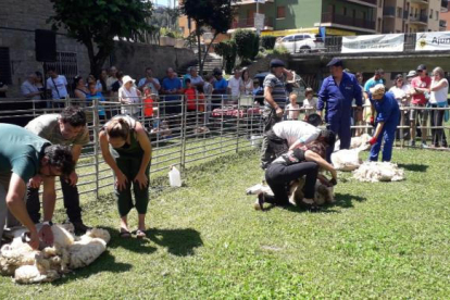 Los pastores que participaron en la ‘xollada’ de ovejas en el Parc del Riuet de Sort.