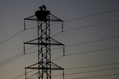 Dos cigonyes en un niu en una torre de línia elèctrica.