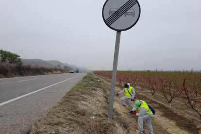 Aplicación ayer de fosfuro de aluminio en un tramo de carretera entre Seròs y Aitona.
