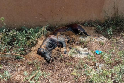 Cadàver d'un gos mort a Balaguer