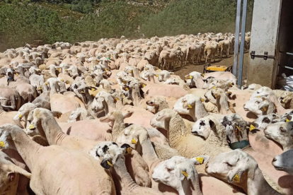 Un rebaño de ovejas en Sant Esteve de la Sarga.