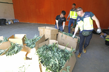 Imatge de part de la marihuana decomissada ahir per la Policia Nacional.