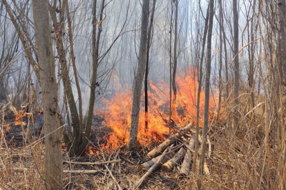Una imatge de l'incendi al bosquet de l'estany d'Ivars i Vila-sana.