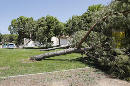 El temporal derribó decenas de árboles en toda la demarcación. Balaguer fue una de las zonas más afectadas.