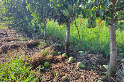 Detalle de una finca de l’Horta de Lleida, donde se puede ver el tamaño de las peras en el suelo.