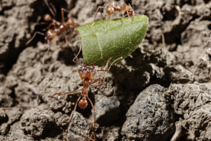 Algunes formigues caminen seguint patrons