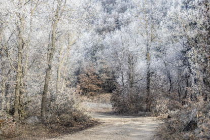 Imatge d’un bosc congelat a Llobera, al Solsonès.