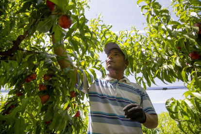 Costos de producció disparats, incertesa per la sequera i els retorns