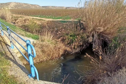 El tractament contra la mosca negra al Baix Cinca.