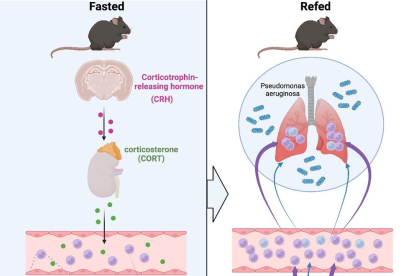 Cura amb el dejuni intermitent: un estudi demostra com afecta el sistema immunitari