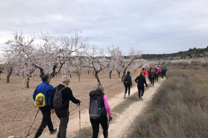 La caminata entre almendros en flor que se celebró ayer en Castelldans. 