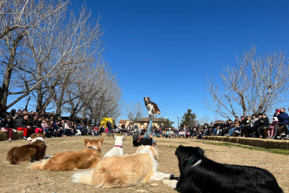 Els gossos que van protagonitzar l’exhibició a la Granja Pifarré.