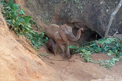 Salven una elefanta i la seua cria després de caure en un clot de 5 metres a Tailàndia