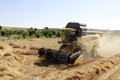 El ministeri situa en poc més de 14.400 euros la renda neta de les explotacions cerealístiques.
