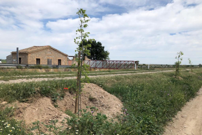 Una de les casetes del canal d’Urgell al seu pas per Arbeca amb arbres plantats i passarel·la nova.