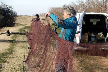 Un tècnic instal·la una xarxa per caçar conills en una finca al costat de l'estany d'Ivars i Vila-sana