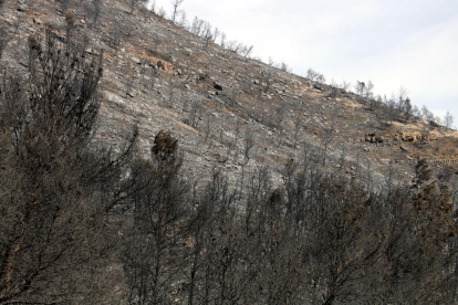 Controlat l'incendi originat a Mequinensa, que ha afectat més de 450 hectàrees entre Aragó i Catalunya