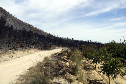 Controlat l'incendi originat a Mequinensa, que ha afectat més de 450 hectàrees entre Aragó i Catalunya