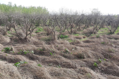 Males herbes seques en una finca abandonada de la partida Cunillàs.