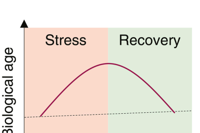 L'estrès augmenta l'edat biològica, però es normalitza en desaparèixer