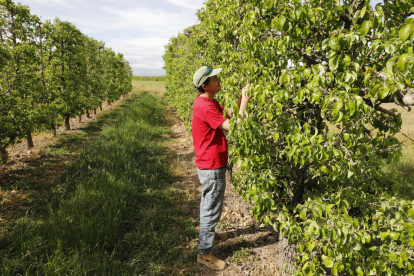 Un productor observa los frutos de sus árboles que están seriamente afectados por la falta de agua en Ivars d’Urgell.
