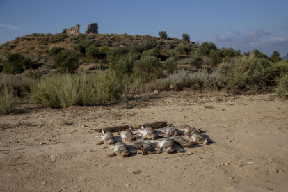 Conejos abatidos durante una jornada de caza del pasado 1 de julio en  un coto de Seròs. 
