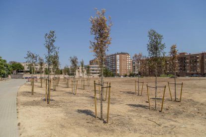 Imagen de algunos de los árboles secos del solar en la calle Alcalde Pujol.