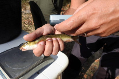 Se liberarán un total de 674 ejemplares de bagre, 3.027 de barbo del Ebro y 4.038 de madrilla.